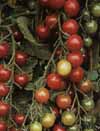 v_tomatocherry.jpg